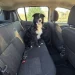 Seguridad vial y mascotas: qué exige la Ley de Tránsito para trasladar animales en el auto en San Juan