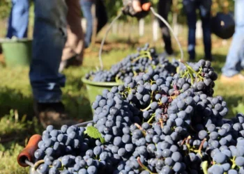 Alerta en el sector vitivinícola: viñateros advierten «inconsistencias» en los datos de stock de vino del INV