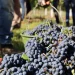 Alerta en el sector vitivinícola: viñateros advierten «inconsistencias» en los datos de stock de vino del INV