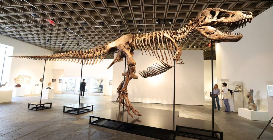 Récord histórico: subastaron por 50 millones de dólares a «Gus», uno de los Tiranosaurios rex más grandes del mundo