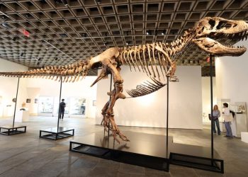 Récord histórico: subastaron por 50 millones de dólares a «Gus», uno de los Tiranosaurios rex más grandes del mundo