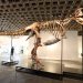 Récord histórico: subastaron por 50 millones de dólares a «Gus», uno de los Tiranosaurios rex más grandes del mundo