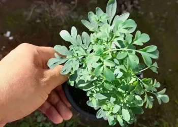 Mitos y verdades: qué significa que se seque la planta de ruda en una casa, según el Feng Shui
