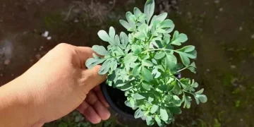 Mitos y verdades: qué significa que se seque la planta de ruda en una casa, según el Feng Shui