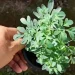 Mitos y verdades: qué significa que se seque la planta de ruda en una casa, según el Feng Shui