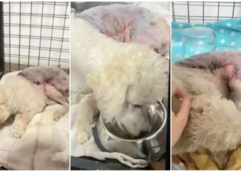 Caso Floppy en San Juan: se conoció el nuevo parte veterinario de la perrita atropellada en Santa Lucía