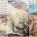 Caso Floppy en San Juan: se conoció el nuevo parte veterinario de la perrita atropellada en Santa Lucía