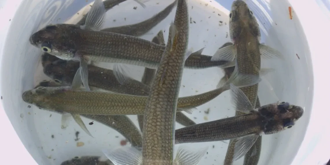 Impulso a la fauna acuática: siembran 600 pejerreyes reproductores en el dique Punta Negra