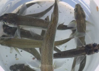 Impulso a la fauna acuática: siembran 600 pejerreyes reproductores en el dique Punta Negra