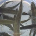 Impulso a la fauna acuática: siembran 600 pejerreyes reproductores en el dique Punta Negra