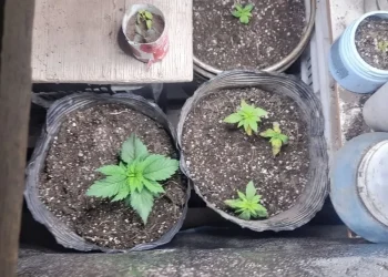 Intervinieron por violencia de género en el barrio Valle Grande y hallaron 56 plantines de marihuana