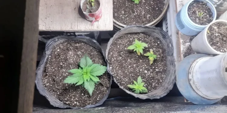 Intervinieron por violencia de género en el barrio Valle Grande y hallaron 56 plantines de marihuana