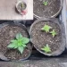 Intervinieron por violencia de género en el barrio Valle Grande y hallaron 56 plantines de marihuana