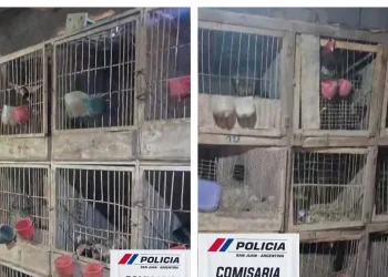Desbarataron un criadero clandestino de gallos de riña en 25 de Mayo tras un allanamiento