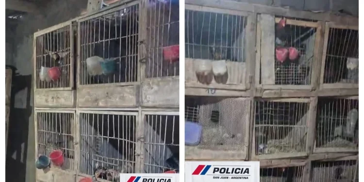 Desbarataron un criadero clandestino de gallos de riña en 25 de Mayo tras un allanamiento