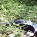 Tiroteo y pánico en Santa Lucía: una madre fue baleada tras salvar a su hija y atraparon al agresor