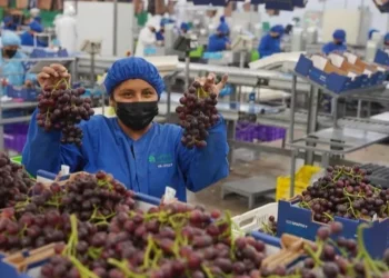 La uva de mesa de San Juan busca su revancha: el plan para recuperar mercados internacionales con genética de vanguardia