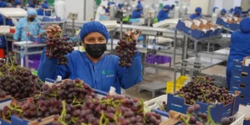 La uva de mesa de San Juan busca su revancha: el plan para recuperar mercados internacionales con genética de vanguardia