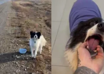 Iba por la Ruta 3 en Tierra del Fuego, vio a una perrita abandonada y la adoptó: «Ella me encontró a mí»