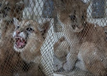 Avanza la recuperación de los dos pumitas rescatados del cautiverio en Sarmiento: «Queda un largo camino»