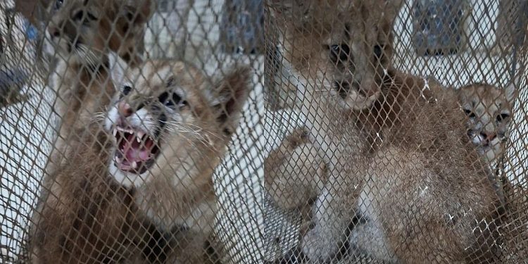 Avanza la recuperación de los dos pumitas rescatados del cautiverio en Sarmiento: «Queda un largo camino»