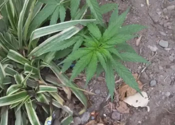 Allanamientos por amenazas en Chimbas terminaron con el hallazgo de cocaína, marihuana y dinero