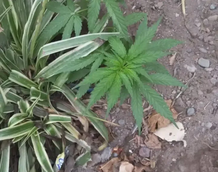 Allanamientos por amenazas en Chimbas terminaron con el hallazgo de cocaína, marihuana y dinero