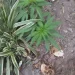 Allanamientos por amenazas en Chimbas terminaron con el hallazgo de cocaína, marihuana y dinero