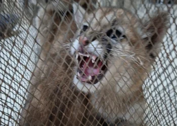 Operativo en Sarmiento: la Policía Rural rescató cachorros de puma que estaban en cautiverio