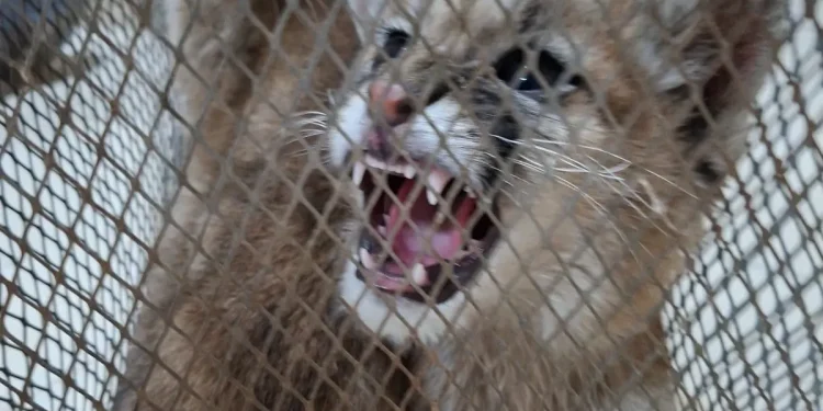 Operativo en Sarmiento: la Policía Rural rescató cachorros de puma que estaban en cautiverio