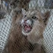 Operativo en Sarmiento: la Policía Rural rescató cachorros de puma que estaban en cautiverio