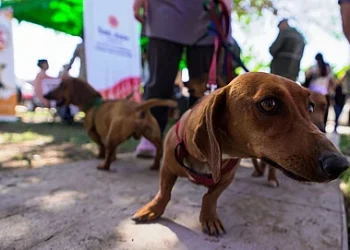 Caucete recibirá un operativo especial de tenencia responsable y sanidad para mascotas