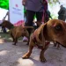 Caucete recibirá un operativo especial de tenencia responsable y sanidad para mascotas