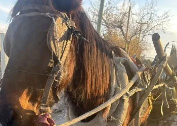 Pocito: detuvieron a un joven por circular en un caballo desnutrido
