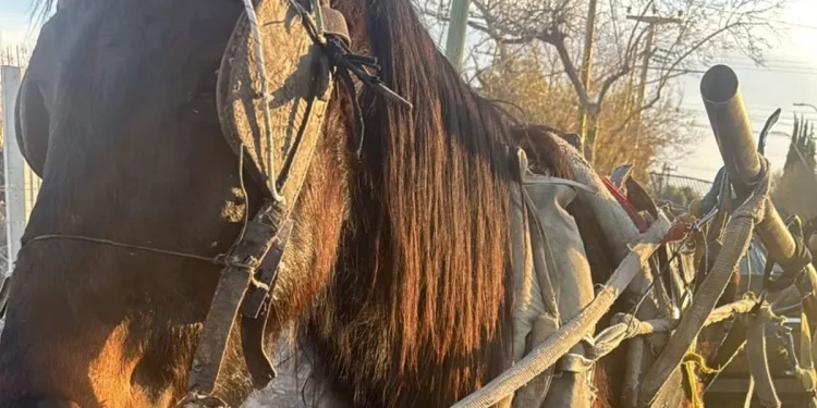 Pocito: detuvieron a un joven por circular en un caballo desnutrido