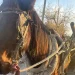 Pocito: detuvieron a un joven por circular en un caballo desnutrido