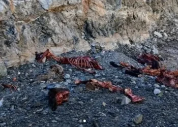 Iglesia: hallaron animales faenados y abandonados en las inmediaciones del Dique Cuesta del Viento
