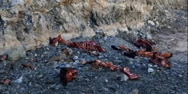 Iglesia: hallaron animales faenados y abandonados en las inmediaciones del Dique Cuesta del Viento