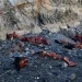 Iglesia: hallaron animales faenados y abandonados en las inmediaciones del Dique Cuesta del Viento