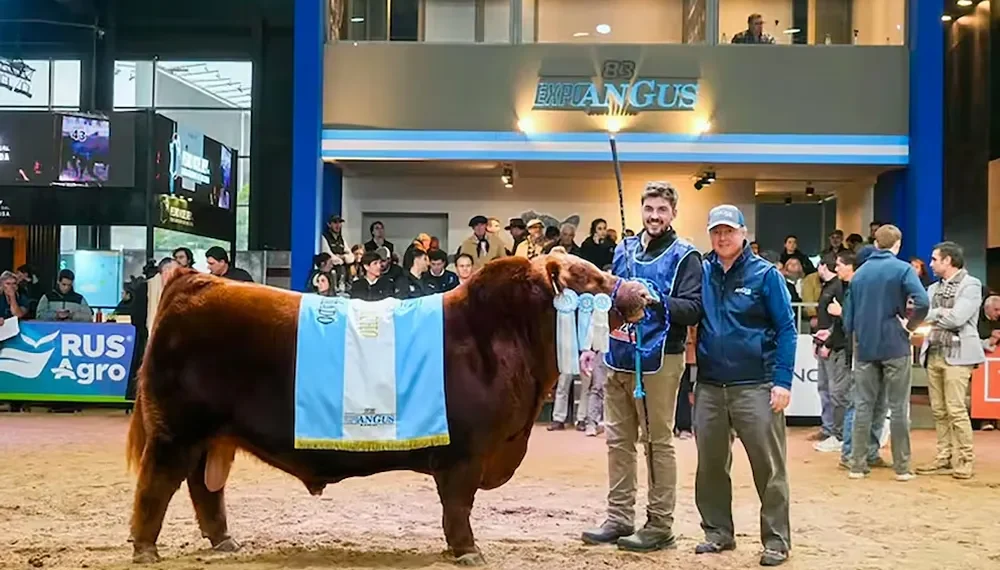 Récord histórico en la ganadería argentina: pagaron $300 millones por el 50% de «Álvaro», un toro Angus de élite