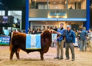 Récord histórico en la ganadería argentina: pagaron $300 millones por el 50% de «Álvaro», un toro Angus de élite