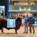 Récord histórico en la ganadería argentina: pagaron $300 millones por el 50% de «Álvaro», un toro Angus de élite