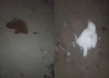Misterio en Albardón: hallaron varias gallinas muertas en un corral y en las redes hablan de un «bicho», brujería y hasta un lobizón