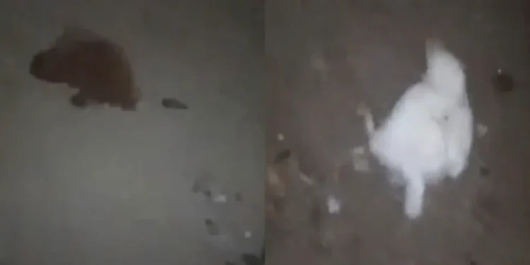 Misterio en Albardón: hallaron varias gallinas muertas en un corral y en las redes hablan de un «bicho», brujería y hasta un lobizón