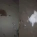 Misterio en Albardón: hallaron varias gallinas muertas en un corral y en las redes hablan de un «bicho», brujería y hasta un lobizón