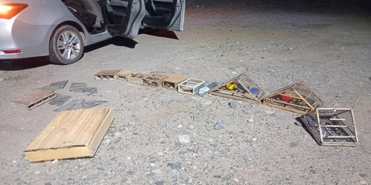 Golpe al tráfico de fauna en San Juan: rescataron 30 aves silvestres y labraron tres actas en un control nocturno