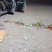 Golpe al tráfico de fauna en San Juan: rescataron 30 aves silvestres y labraron tres actas en un control nocturno