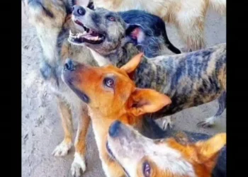 Casi 40 perros de Jáchal buscan un nuevo hogar: lanzan una campaña provincial antes de la mudanza del refugio y los llevan a domicilio