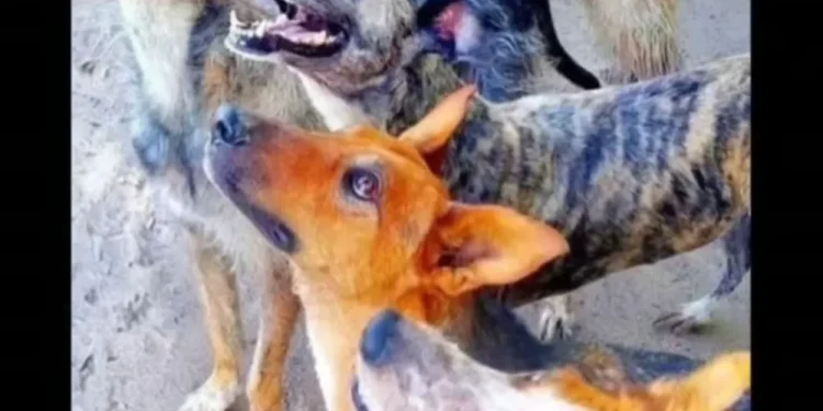Casi 40 perros de Jáchal buscan un nuevo hogar: lanzan una campaña provincial antes de la mudanza del refugio y los llevan a domicilio