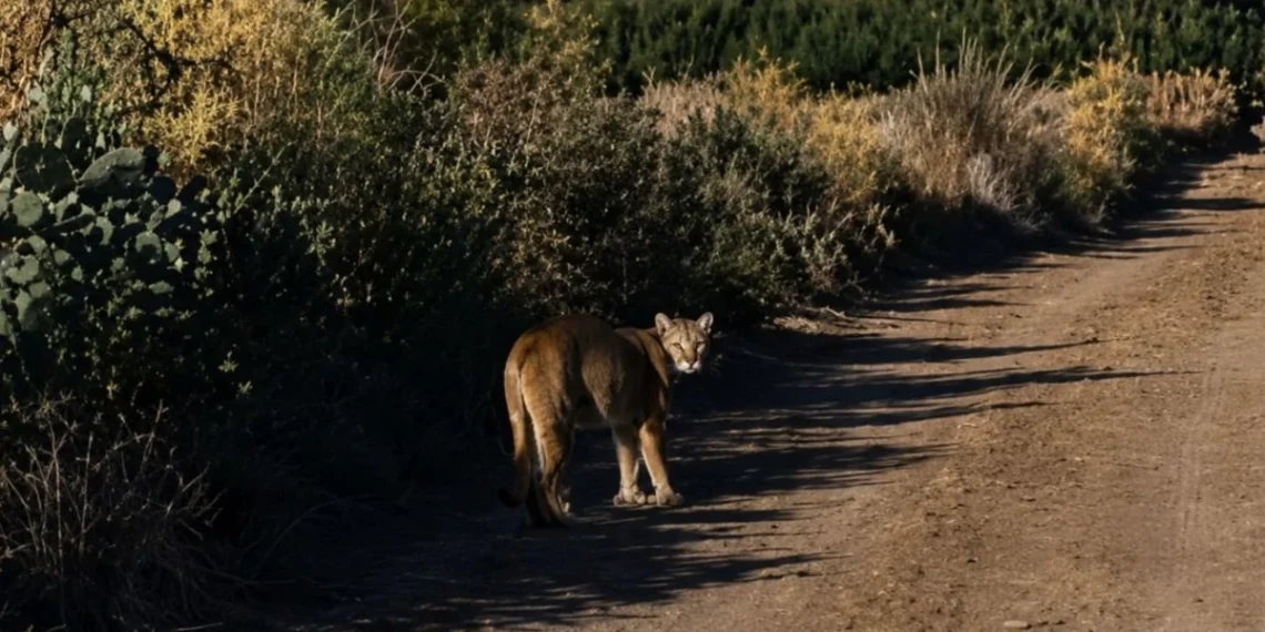 Pánico en Jáchal: un puma merodea una escuela en Campo de Batalla y los chicos tienen miedo de volver a sus casas